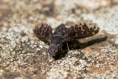 Bee-fly (Anthrax maculatus) (Anthrax maculatus)